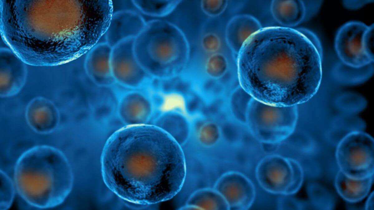 Stem cell transplantation: Why India needs more donors